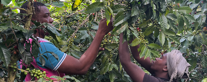 Excellente récolte de café en cours