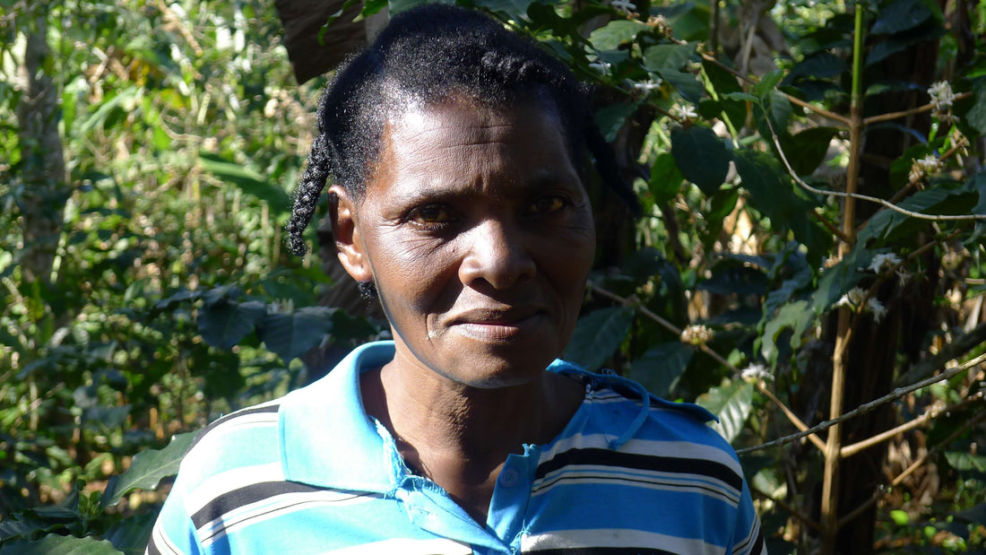 Renaissance agricole en Haïti