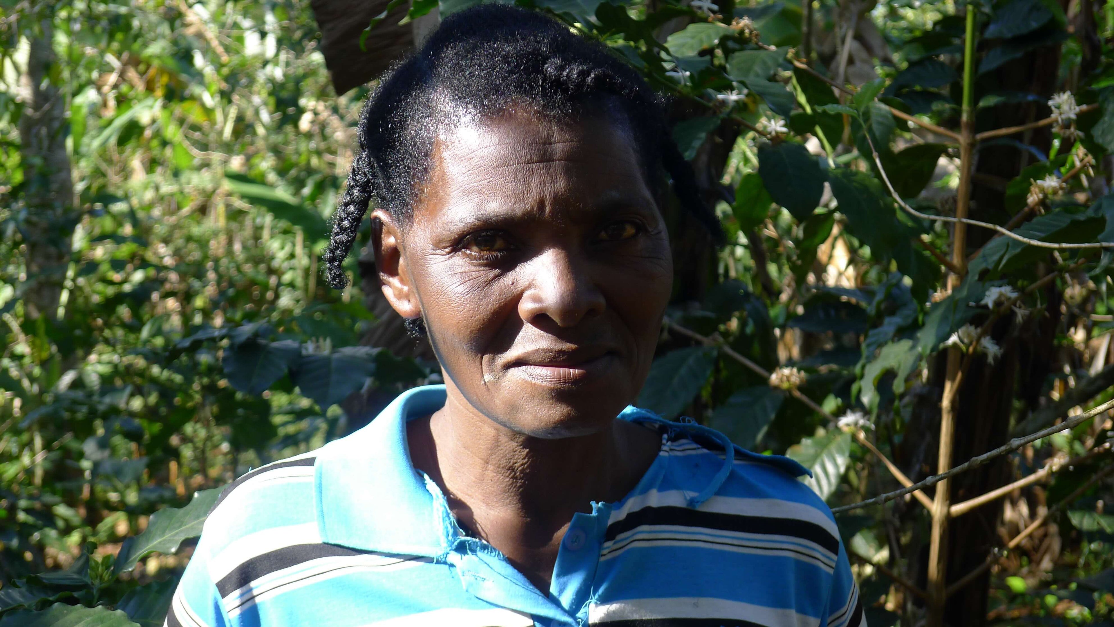 Renaissance agricole en Haïti