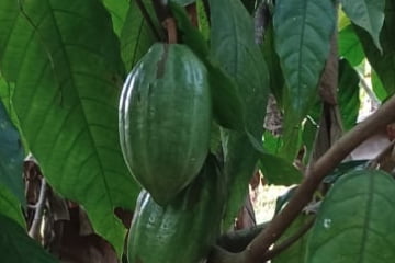 Les systèmes agroforestiers café-cacao